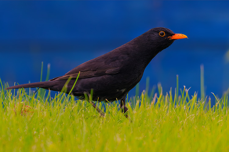  Blackbird Turdus merula stretching